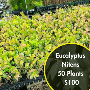 Eucalyptus Nitens - 50 Plants